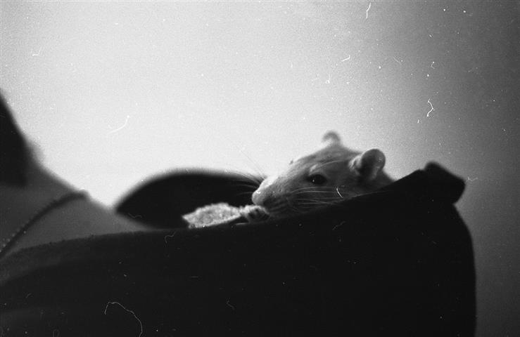 Preston, an albino rat, chillaxin' in a hoodie.